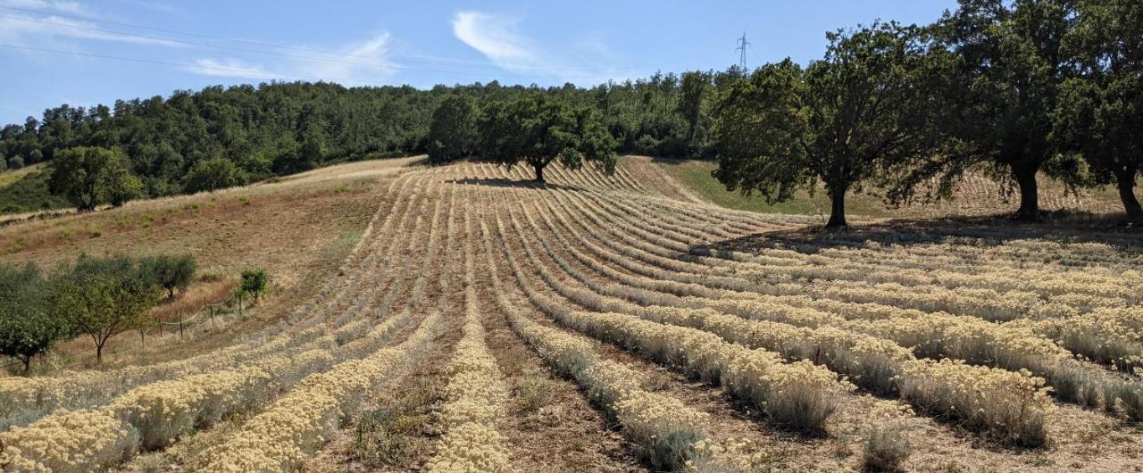 Il Poggio Di Teo *